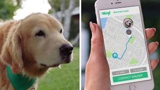 Wag The 1 OnDemand Dog Walking App [upl. by Yazbak]