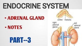 ADRENAL GLAND ENDOCRINE SYESTM  PART3NOTESANATOMY amp PHYSIOLOGY [upl. by Alien]