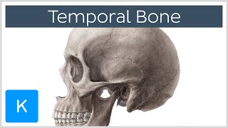 Temporal Bone  Definition Location amp Parts  Human Anatomy  Kenhub [upl. by Easter634]