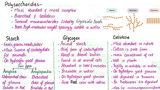 Polysaccharides  starch glycogen and cellulose  class 11 [upl. by Kerad]