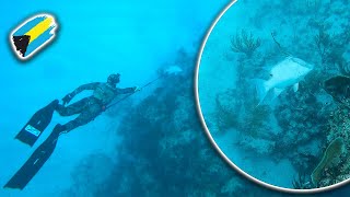 Spearfishing BAHAMAS for HOGFISH GROUPER amp More Ep1 [upl. by Yusuk]