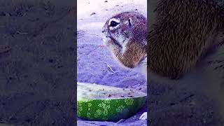 Squirrel stealing food shortsyoutube travel [upl. by Ybreh251]