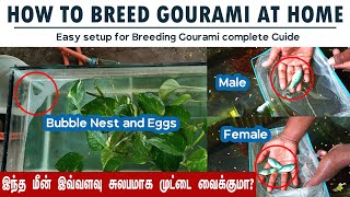 Gourami Breeding  How to breed gourami fish at Home [upl. by Anitsuga621]