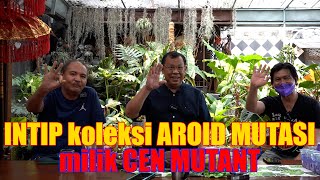 Intip Koleksi Aroid Mutasi milik CEN MUTANT  Episode 4 [upl. by Assilram988]