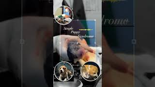 Singleton Pup  Single Puppy Syndrome lykapetclinic Dindigul amp Madurai [upl. by Eelamme]