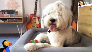 LIVE Sheepdog Puppy Plays With New Toy  The Dodo LIVE [upl. by Hulen637]