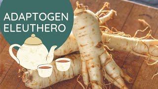 Eleuthero Root Adaptogen for Stress Fatigue Thyroid and Immunity [upl. by Nomis47]