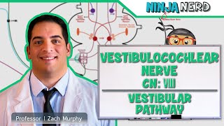 Neurology  Vestibulocochlear Nerve  Cranial Nerve VIII Vestibular Pathway [upl. by Lewls]