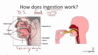 851 Ingestion [upl. by Beryl]