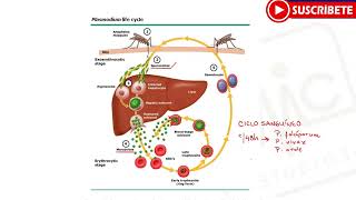 ENFERMEDADES TROPICALES Malaria o Paludismo  Estudios M y C [upl. by Sheena]