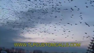 Snow Goose Hunting with TLP Custom Calls [upl. by Hpsoj183]