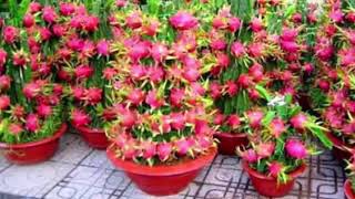 5 Cara Menaman Buah Naga dalam POT  How To Grow Dragon Fruit [upl. by Yrannav]