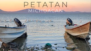 El GRAN VIAJE DEL PELICANO BORREGON  ISLA DE PETATAN  MICHOACAN  Lugares de México [upl. by Sivrep]