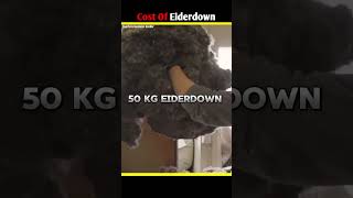 Eiderdown facts shorts science sciencefacts [upl. by Ardie]