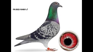 4 Top Birds For New Fancier  ویڈیو میں بہترین ایڈوائس آپ دوستوں کے لئے فل ویڈیو دیکھیں ۔  pets [upl. by Jolanta]