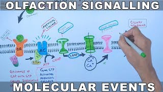 Olfaction Signalling  Molecular Events of Olfaction Signalling [upl. by Mikiso]