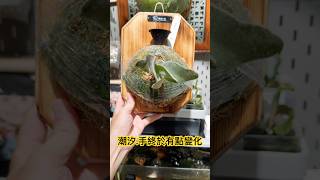 Pleco潮汐🌊 鹿角蕨 鹿角蕨上板 planting indoorplants platycerium 植物 植中毒 觀葉植物 観葉植物 観葉植物インテリア 3dprint [upl. by Romine]