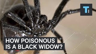 How poisonous is a black widow [upl. by Sigfried]