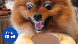 Feisty Pomeranian growls as it refuses to stop drinking from coconut [upl. by Celio]