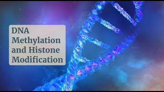 Gene Regulation 101 DNA Methylation and Histone Modifications Uncovered [upl. by Eduj234]