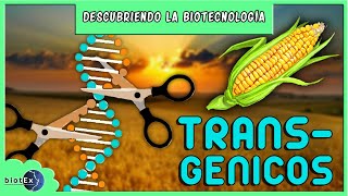 TRANSGÉNICOS  Descubriendo la Biotecnología [upl. by Farland]