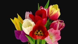 Blooming Tulip Flowers Timelapse [upl. by Meriel165]