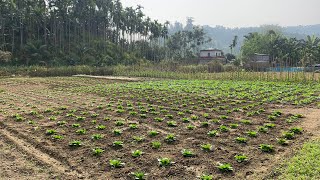 Kan huan fankualna  Huan ah vawk farm bultan leh ang [upl. by Greggory272]