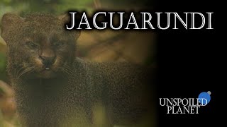 Jaguarundi  Wild Cat  UnspoiledPlanet [upl. by Leiad]