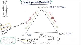 Stoffwechsel Teil 2 Kohlenhydratstoffwechsel einfach erklärt [upl. by Tarrance]