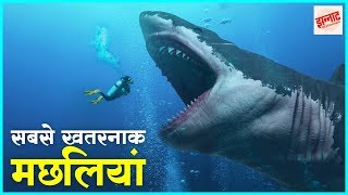 दुनिया की सबसे जानलेवा मछलियां  Most dangerous fishes in the world in hindi  Jhannaat Facts [upl. by Ahsilra]