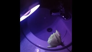 How to make glow in the dark roses [upl. by Lamori]