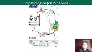 Tema Cyclospora cayetanensis [upl. by Asnarepse]