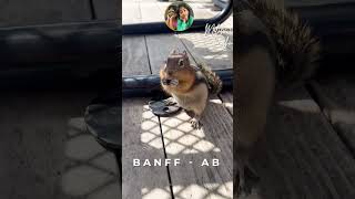 Kids Capture Chipmunk’s CloseUp Moment banff squirrel [upl. by Enalahs]