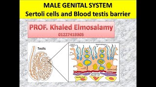 Histology of sertoli cell and blood testis barrier [upl. by Eenet]