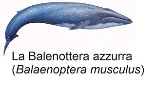 La Balenottera azzurra [upl. by Etezzil]