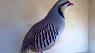 Excellent Sound of the Chukar Partridge Alectoris chukar [upl. by Allerim]