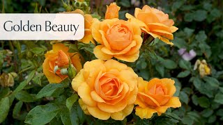 Golden Beauty  Rose [upl. by Analem909]