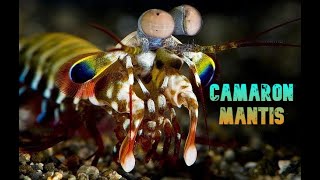 El camarón mantis y su poderoso golpe La langosta boxeadora [upl. by Gretchen26]