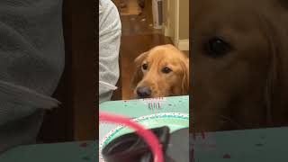 Jaxon LUVS cake fypシ゚viral goldenretriver dog [upl. by Hoban]