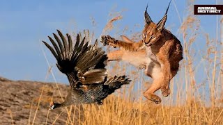 Caracal is a jumping cat a bird hunter Caracal vs Jackals and Hyenas [upl. by Walburga]