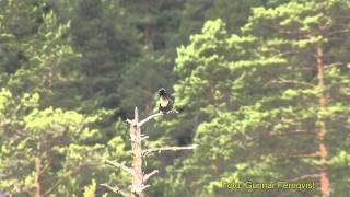 GÖK Common Cuckoo Cuculus canorus Klipp  363 [upl. by Anelak772]