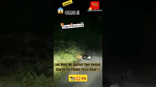 😱Last Night We Spotted Tiger Hunted Cow At Pilibhit Forest Road🐄💥🐅 pilibhittigerreserve up shorts [upl. by Pihc]