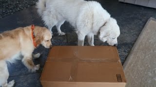 Koda Gets a Big Delivery Super Cooper Sunday 96 [upl. by Nyar]