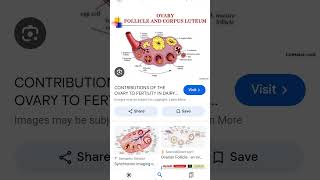 Changes in ovary during heat cycle of cattle [upl. by Bent]