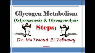 Glycogen Metabolism 1 Dr Ma7moud El 7efnawy [upl. by Aliehs202]