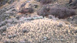 Muley VS Whitetail  Deer Fighting [upl. by Edmea]