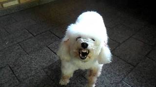 Poodle bravo Angry Poodle [upl. by Suki]