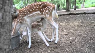 Feeding Fallow Buck Fawn [upl. by Ishii]