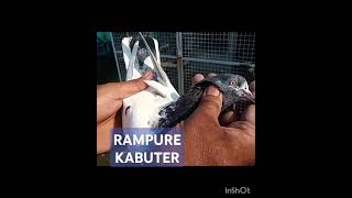 RAMPUE KABUTER rampure pigeon kabutar [upl. by Dowling]