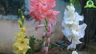 Gladiolus Seed Pods Harvesting Gladiolus Seeds Seed collecting series  gardengraduate [upl. by Handel]